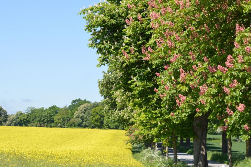 Finkenbusch - foto 18