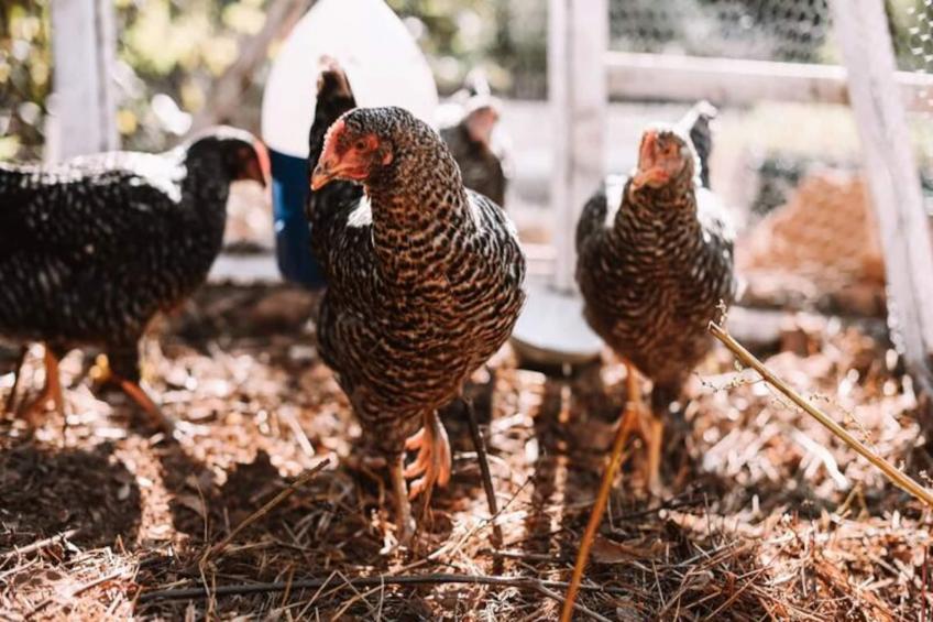 The Lemon Lodge - Tikka Suite - foto 23