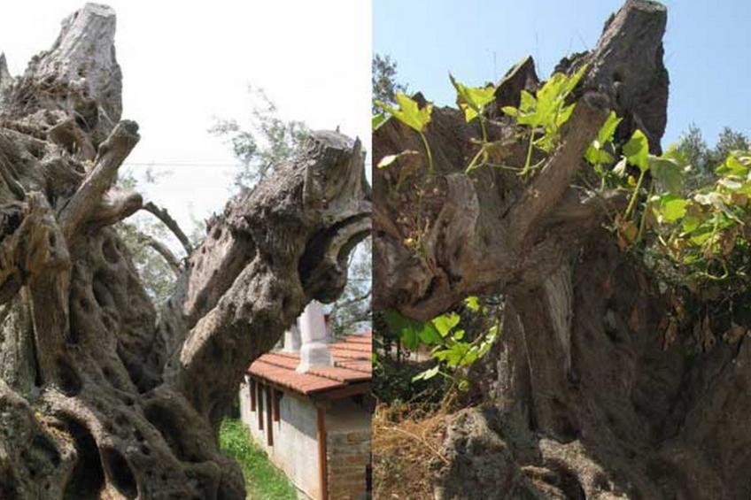 Niki Studios 3 - foto 11