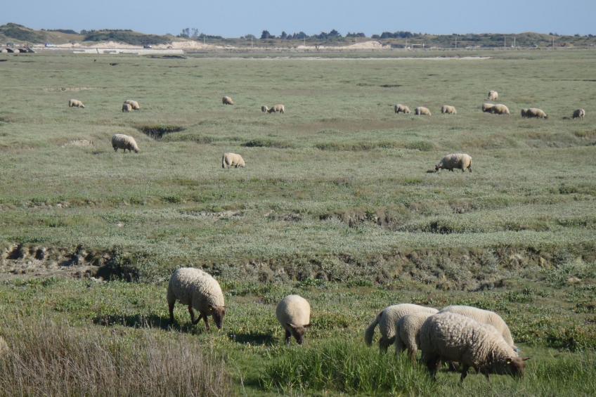 Haus Havre in Portbail - foto 21