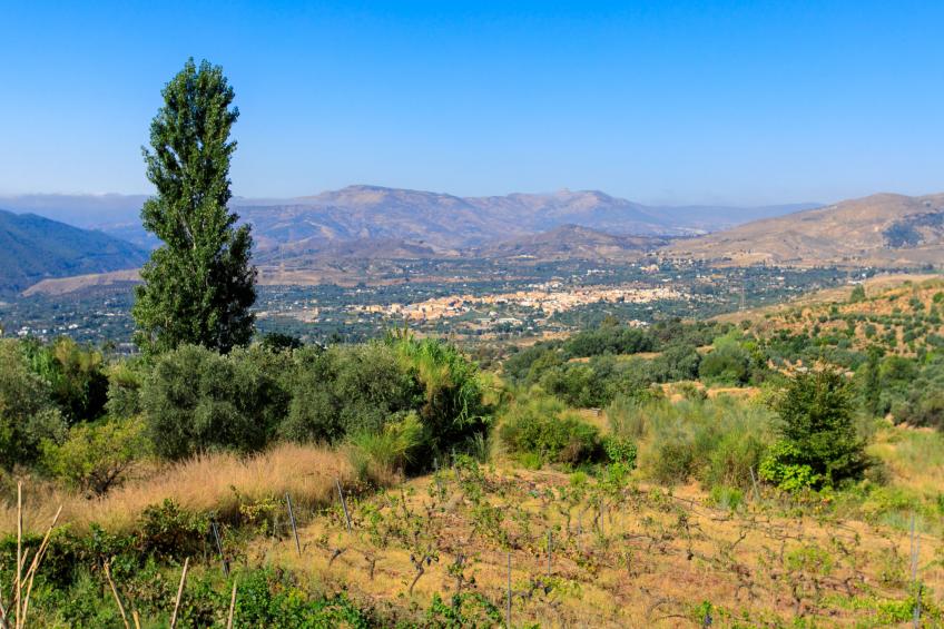 El Cerrillo - foto 27