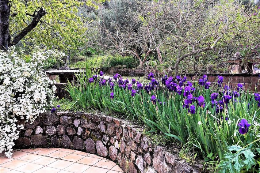 Flache Zeder - foto 34