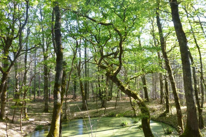 Fachwerkhaus "gitealienor perigord" - foto 8