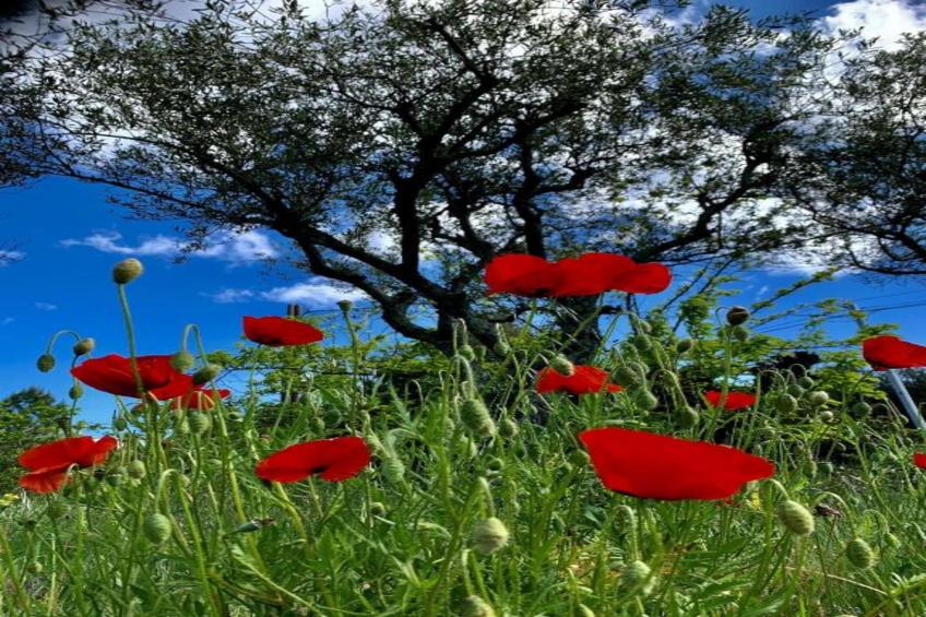 Villa Ardeche - foto 28