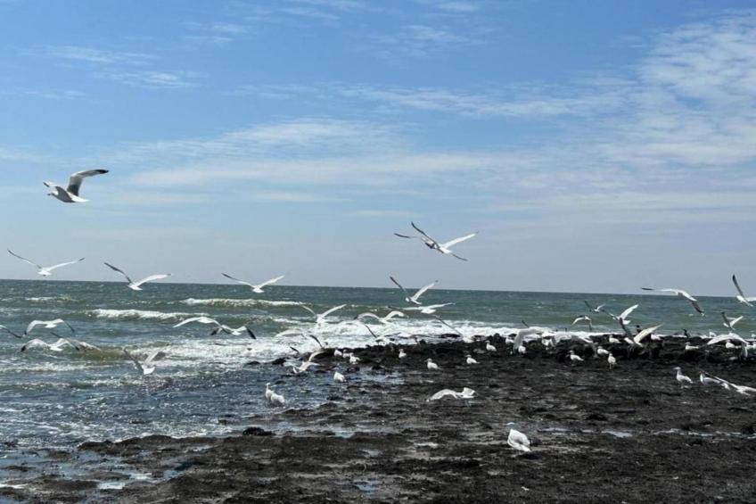 Campanula 171 - foto 13