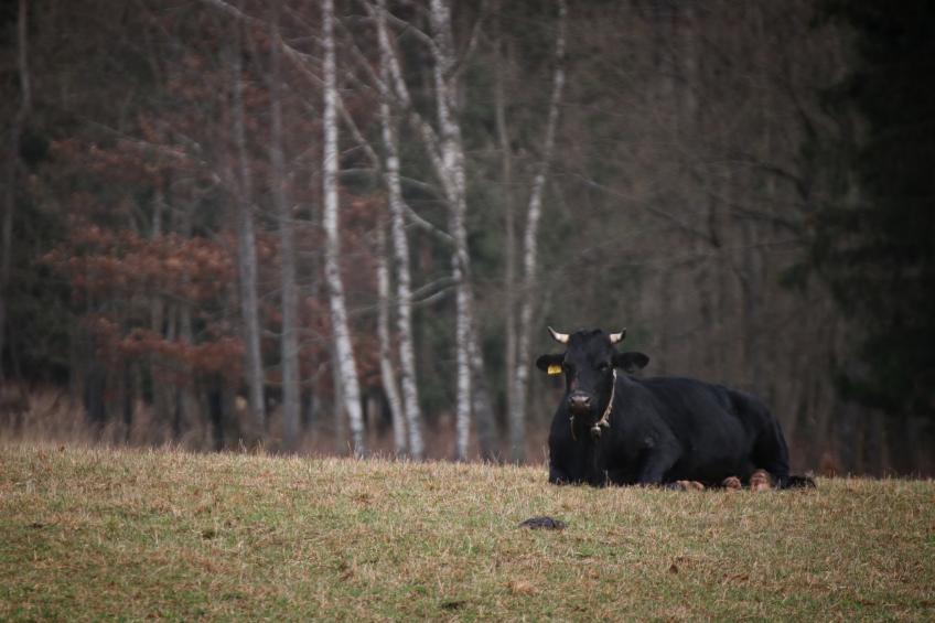 Švýcarka - foto 41