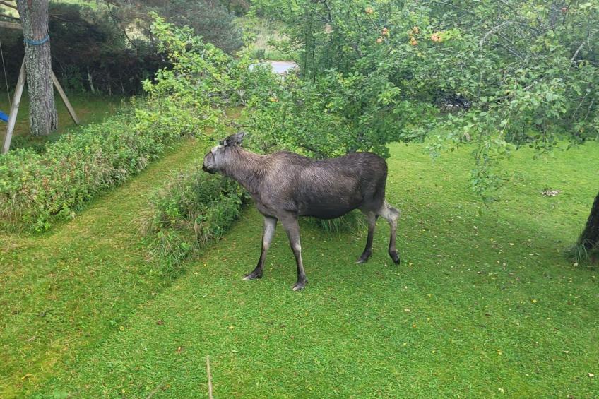 Villa Solsken - foto 15