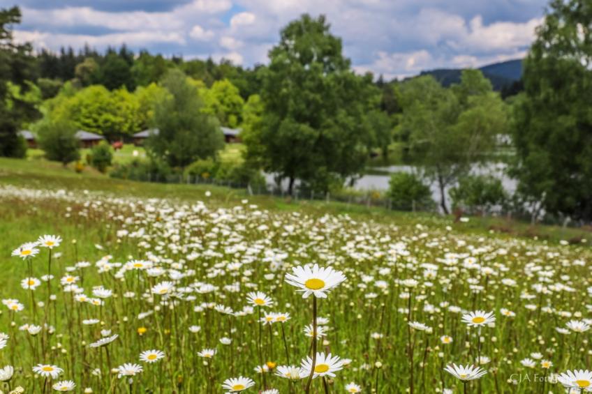 Le Domaine des Monédières 1P4V - foto 20