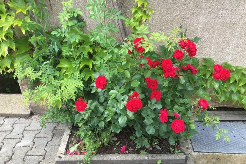 Große Ferienwohnung in Gosberg mit Terrasse, Garten und Grill - foto 11