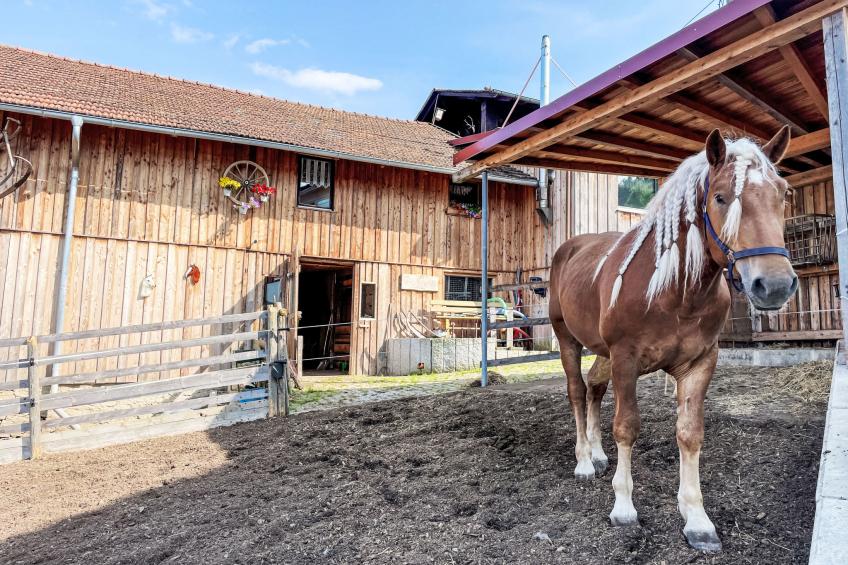 Haus Drexler (ARH120) - foto 5