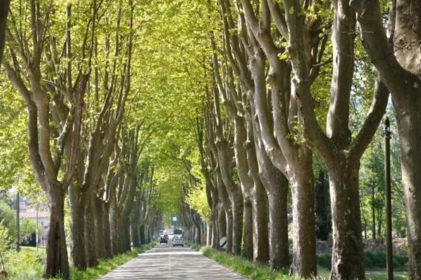 FERIENHAUS, FERIENHAUS "MAISON DE LAVANDE" (LAVENDELHAUS) - foto 39