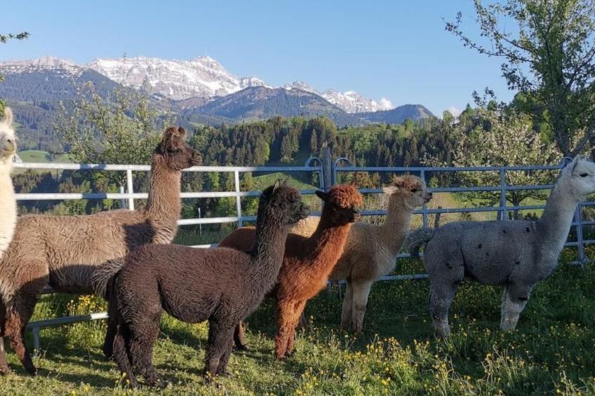 Tiererlebnishof Windegg - foto 35