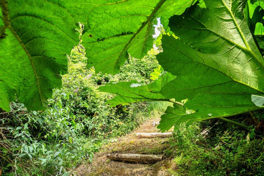 Tregatreath - foto 8