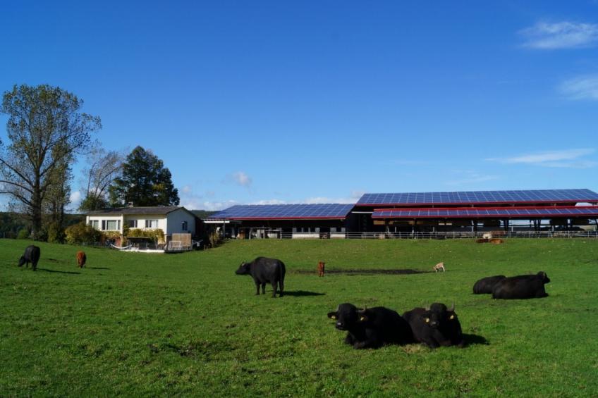 Erlebnis- und Biobauernhof Bolderhof, (Hemishofen), - foto 2
