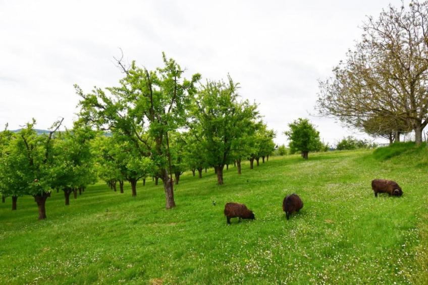 Maison Lamothe - foto 33