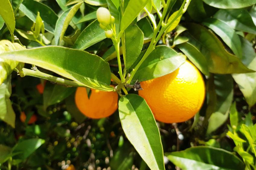 Villa Mar á Vista - foto 24