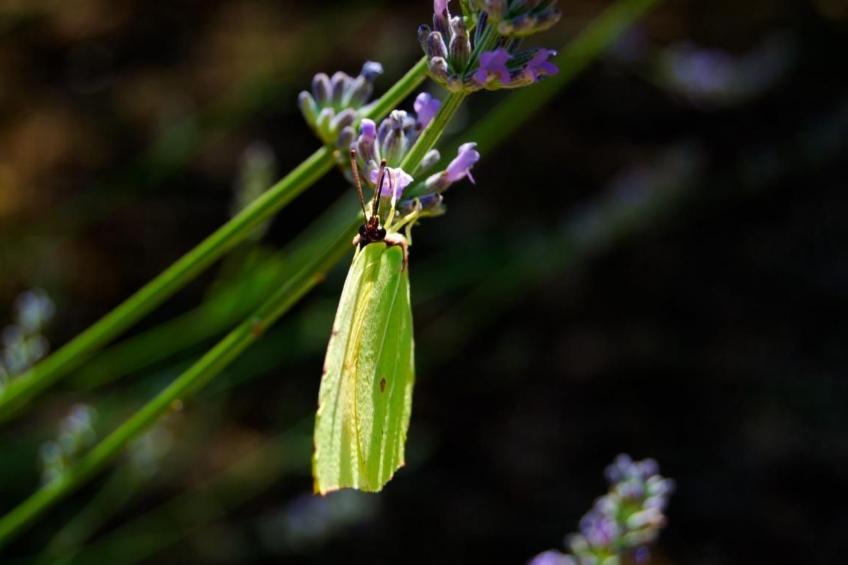 Rustikales Haus in Lukoran mit privatem Parkplatz - foto 43