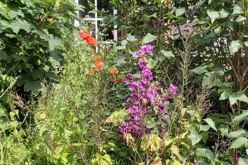 Wohnung in Jameln mit Garten, Grill und Terrasse - foto 16