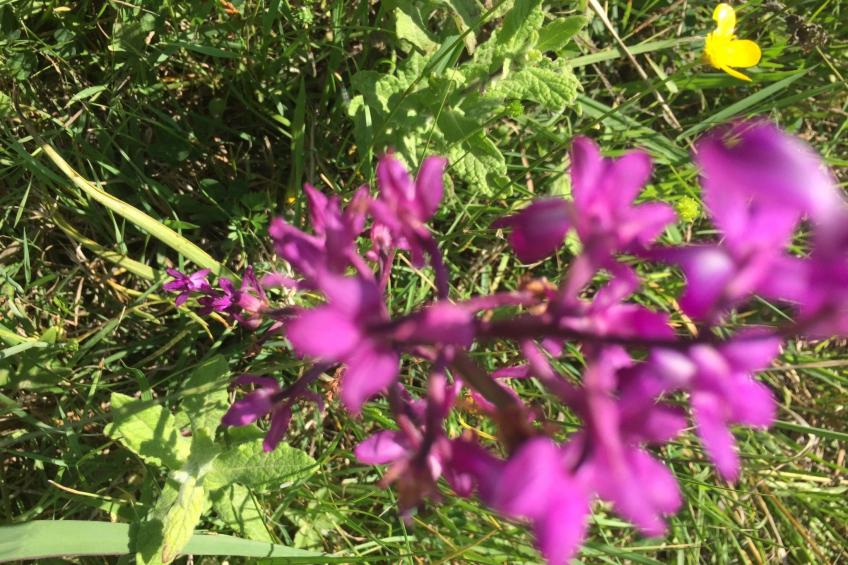 Ferienvilla "Melles" mit privatem Pool - foto 43