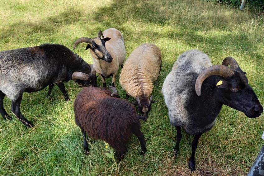 Haus Elbrose inmitten von Rosen mit Elbdeichzugang - foto 19