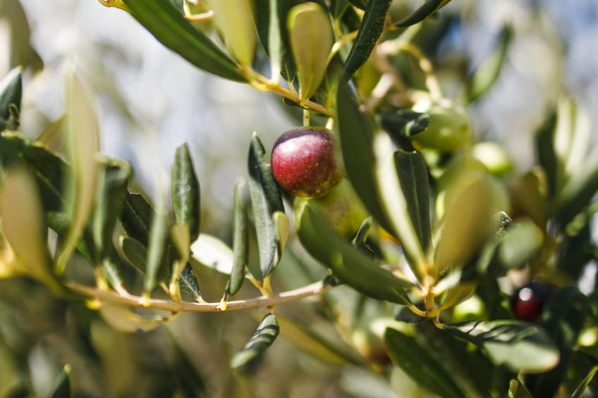 Adriatic Heritage Glamping No 1 - foto 49