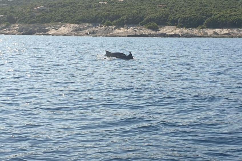 264636 - foto 15