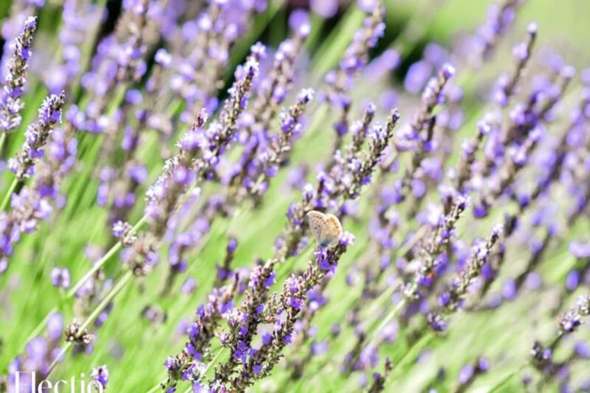 Grande Bastide | Domaine Tour Campanets - foto 34