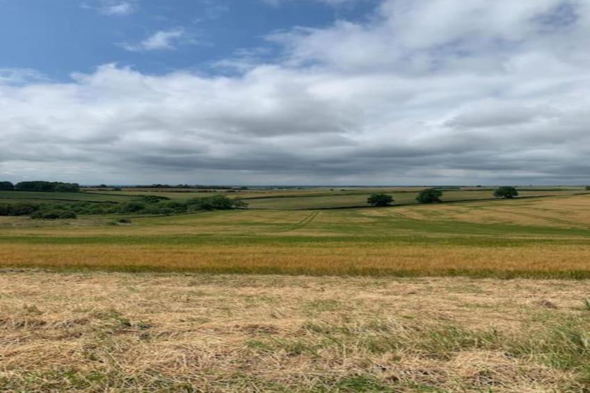 Wisteria at the Rookery - foto 37