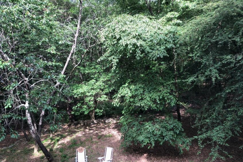 Kirschbäume, eine Oase im Wald zwischen Meer und Natur - foto 5