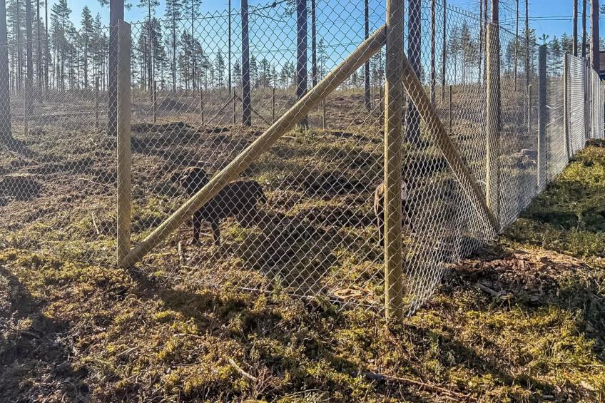 Mäntylahti - foto 35