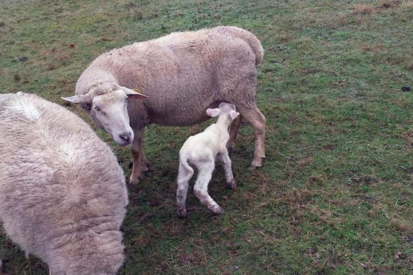 Swimmingpool, ruhig auf dem Land für zwei - foto 26