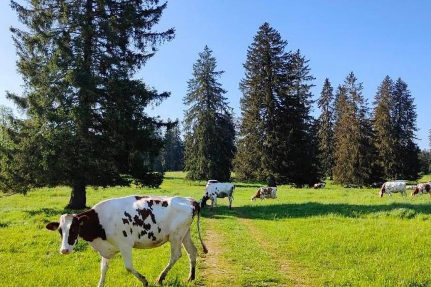 la ferme de la gaby - foto 3