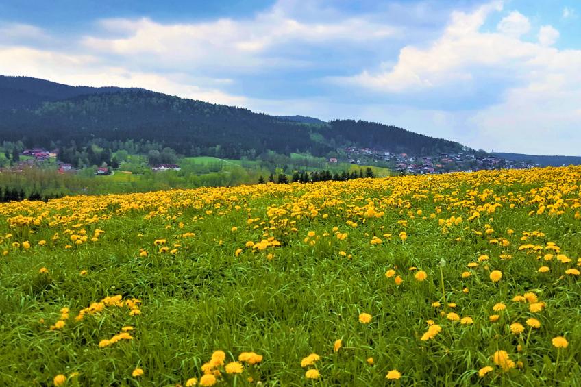 Am Hohen Bogen - foto 13
