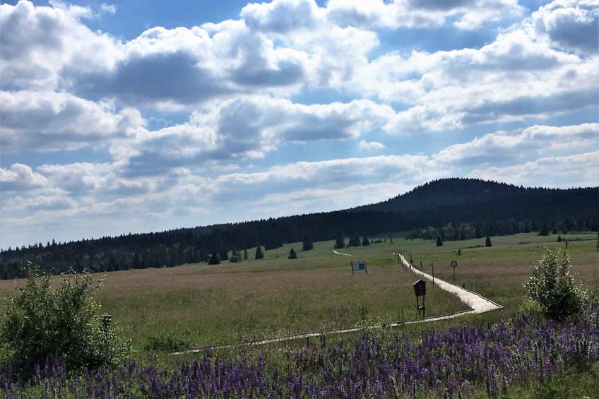 Vakantiewoning in Erzgebirge met mogelijkheid tot apitherapie - VW-7MDFR - foto 13