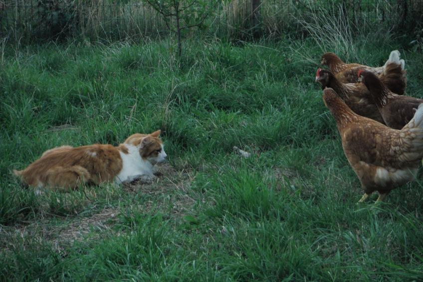 Domäne auf dem Bauernhof - foto 27