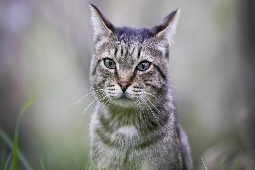 Cortijo La Pedriza del Serval - foto 39