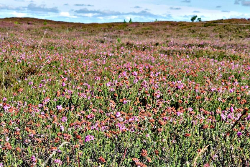 MOTEL UDSIGTEN - foto 2