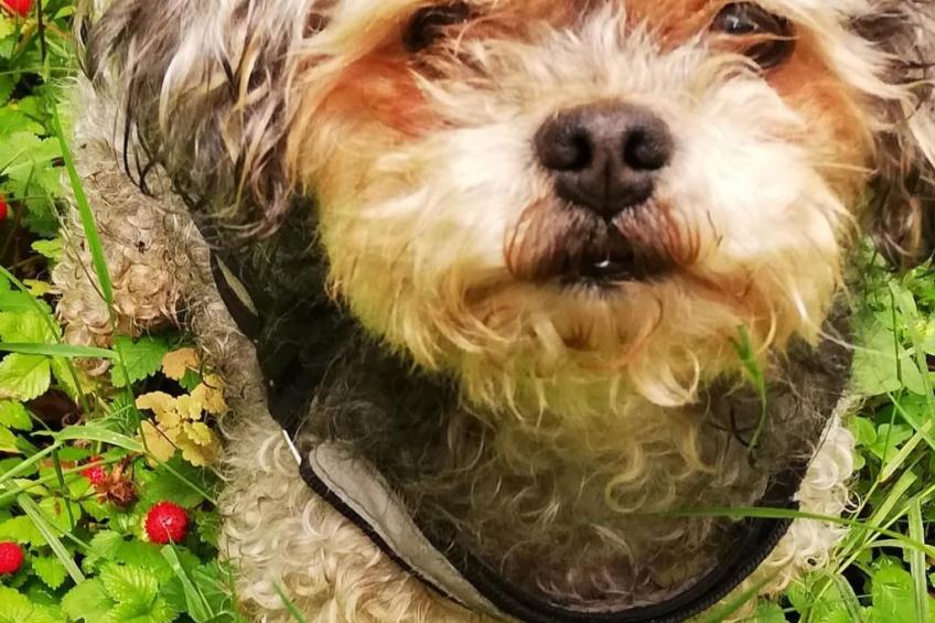 Ferienhaus - foto 39