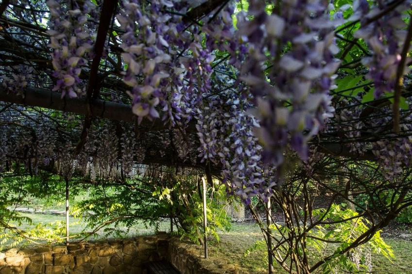 "Haustierfreundliches 'Cottage Glicini' mit Pool und Aussicht - foto 34
