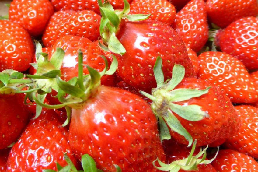 Haus auf der Halbinsel Plougastel - foto 22