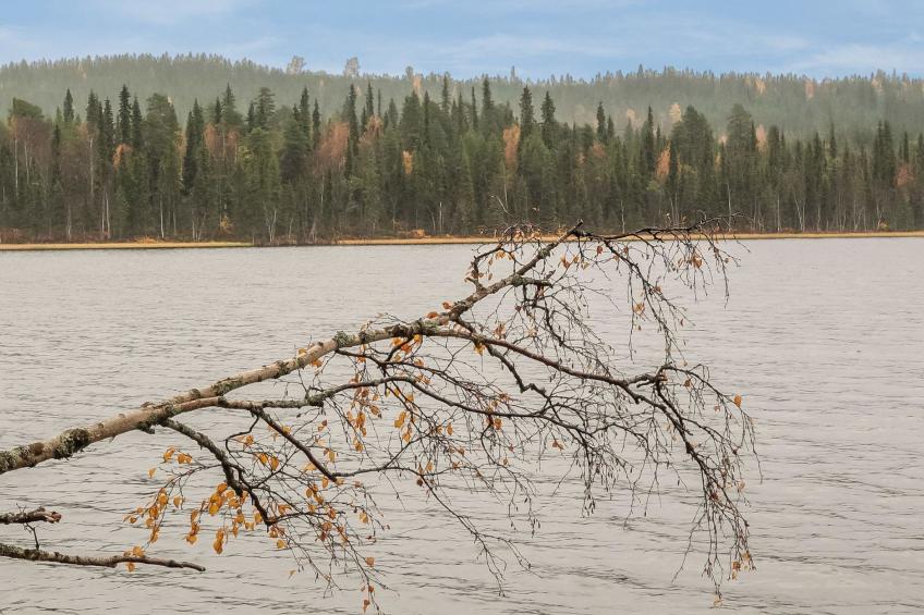 Lomaväinö 13 - foto 21