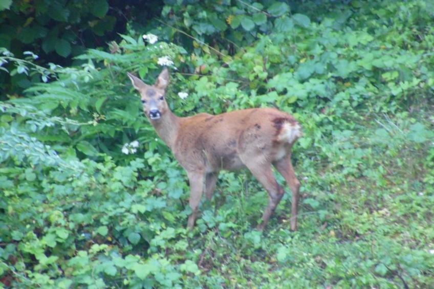 Le Pigeonnier - foto 24