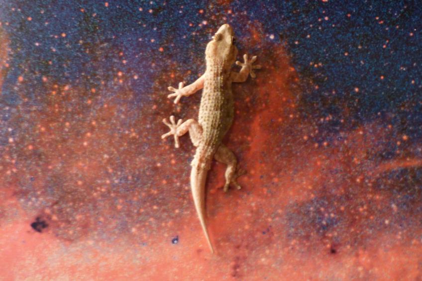 Ruhige Finca Topo del Drago mit Meerblick - foto 34