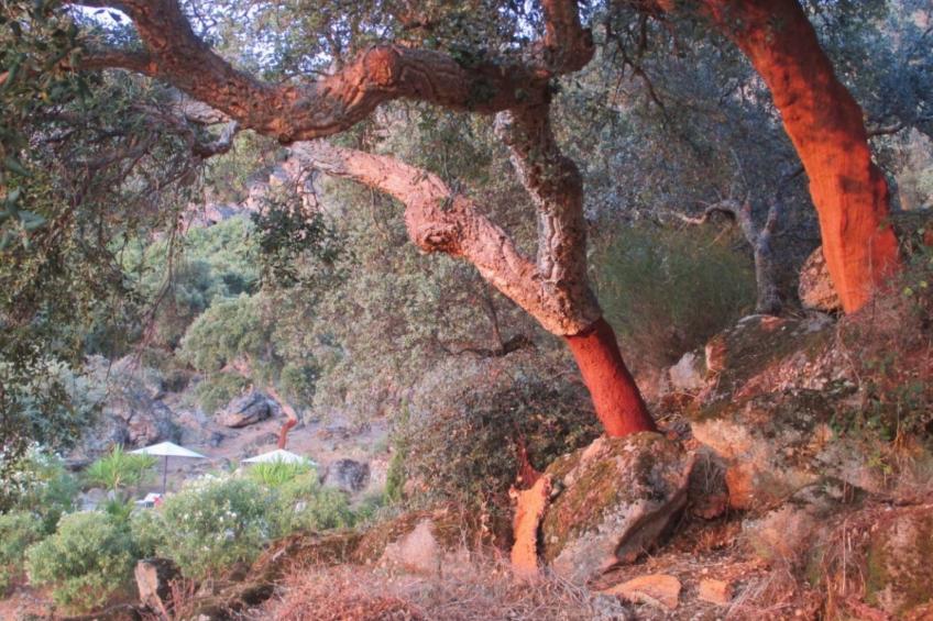 Das Cortijo auf der Finca al-manzil - foto 21