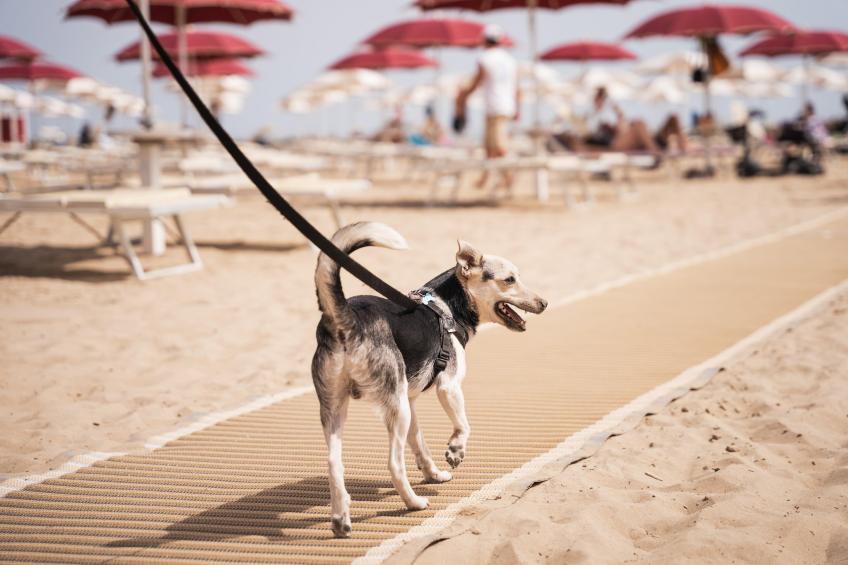 Rimini Family Resort - LODGE dog on request - foto 18