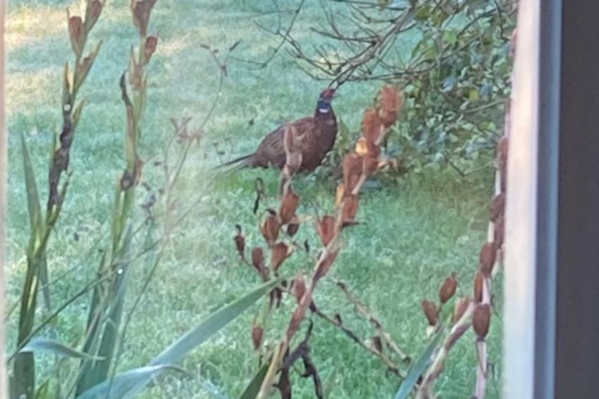 Finkenbusch - foto 39