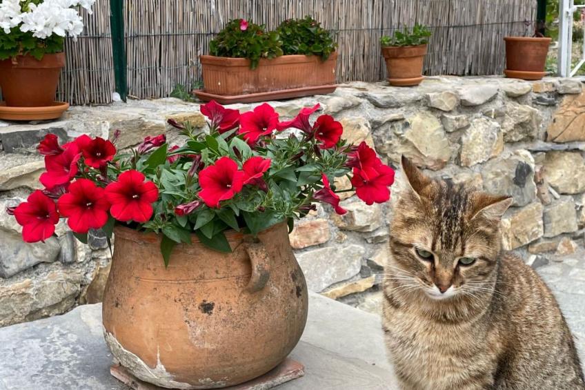 Piccola navetta - foto 7