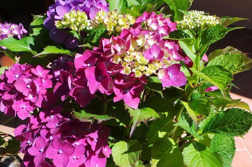 Wohnung 'Sonne und Mond' mit Schwimmbad - foto 25