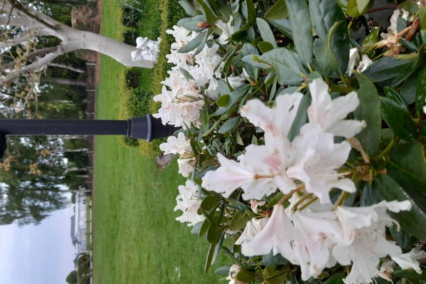 Fewo Schlingshöhe - foto 21