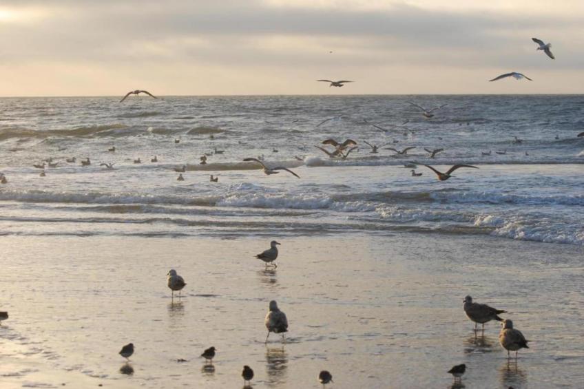 Campanula 171 - foto 24